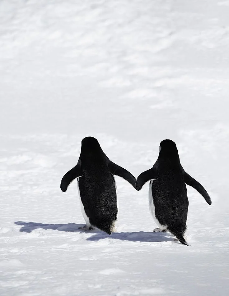 Penguins 2