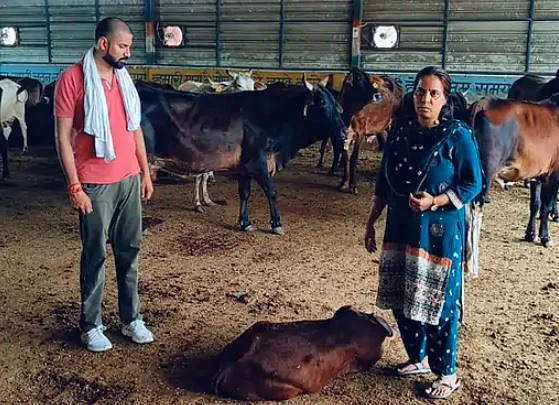 COW