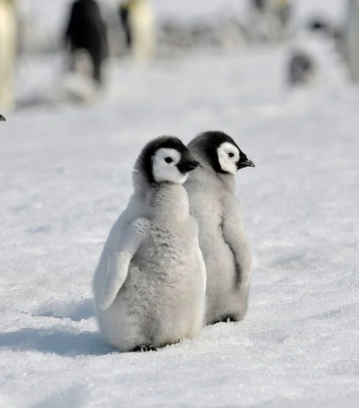 Penguins 4