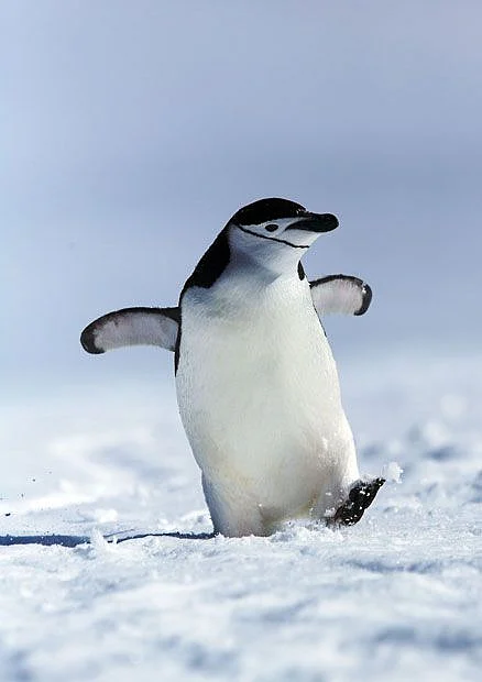 Penguins 3
