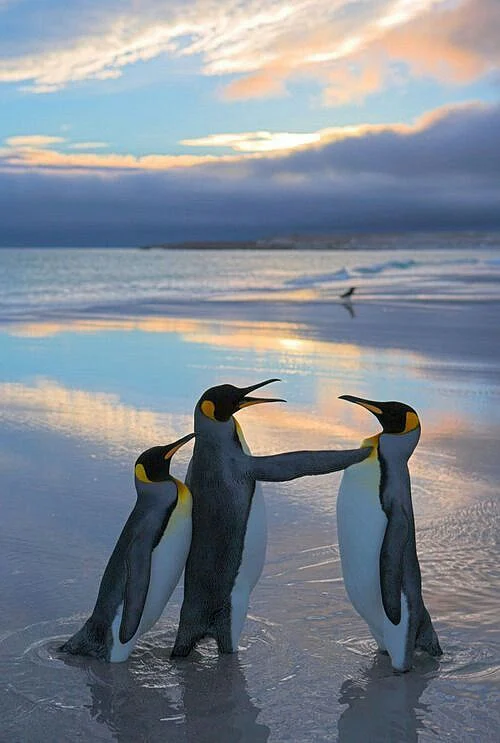 Penguins 5