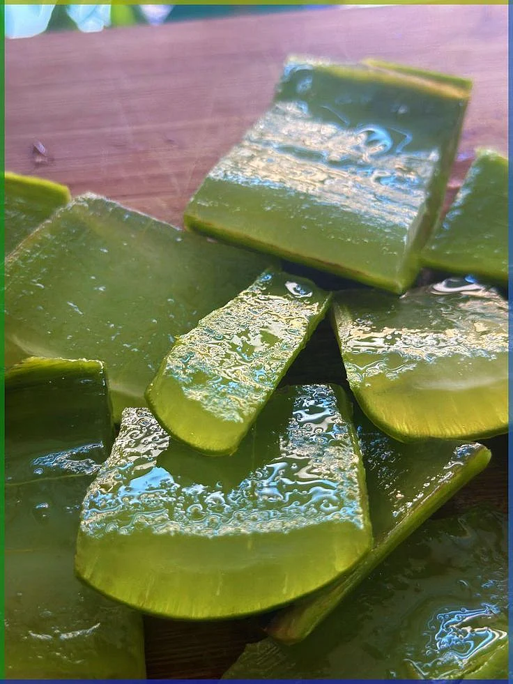 aloe vera. 5