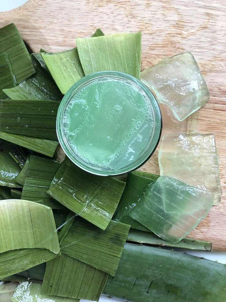 aloe vera. 2