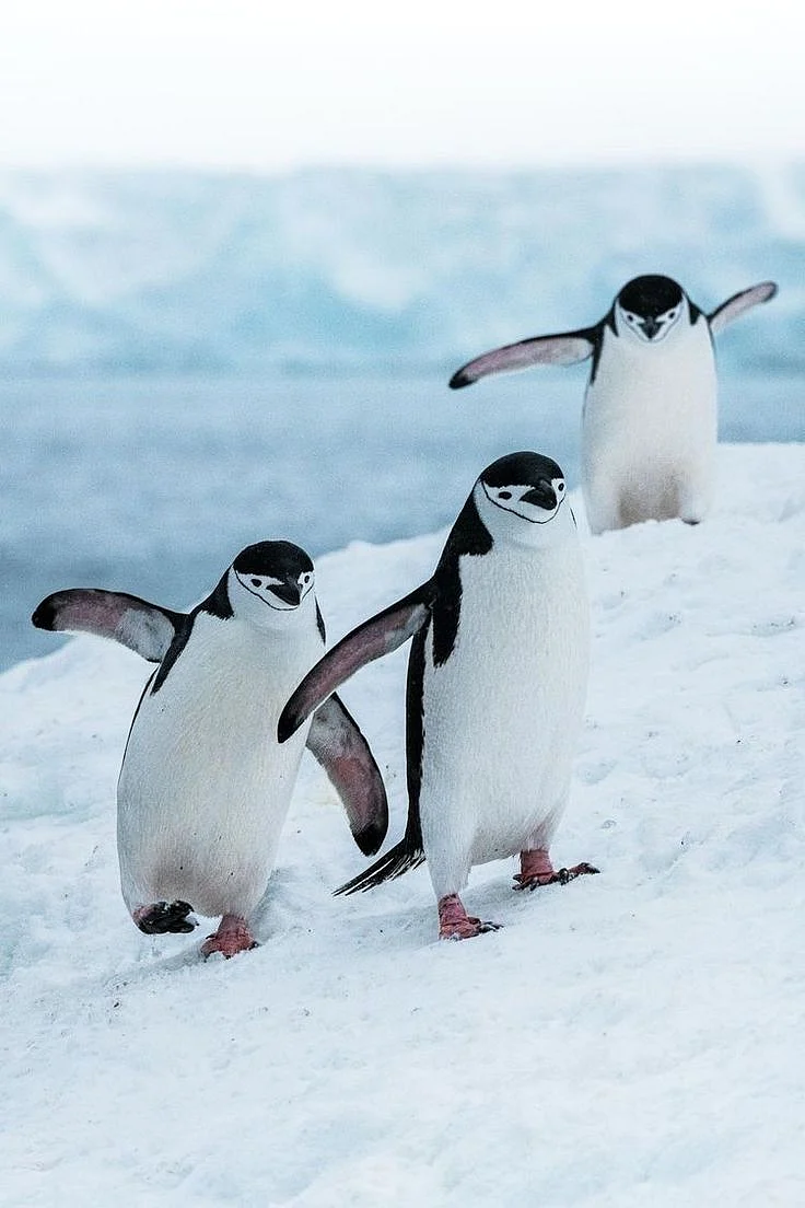 Penguins 7