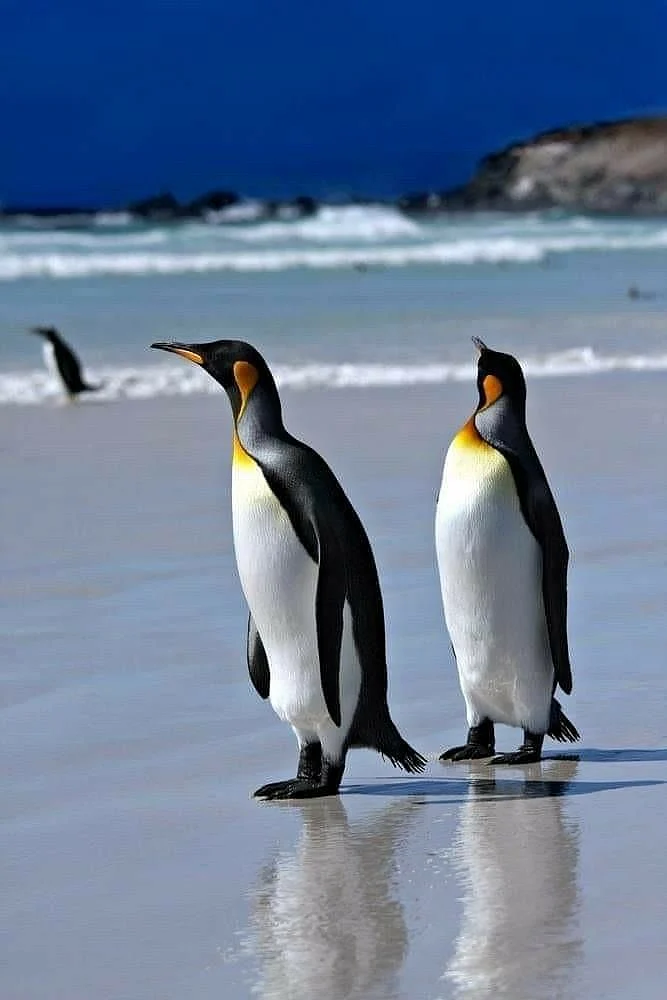 Penguins 7