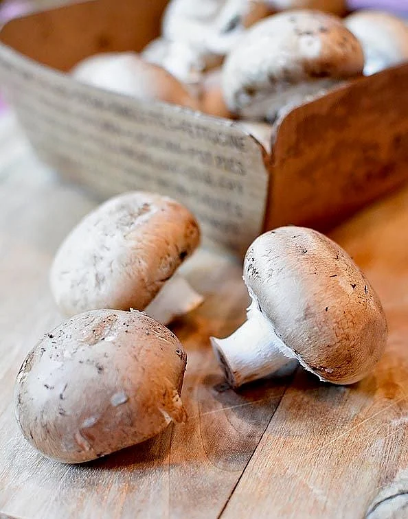 Mushroom 6