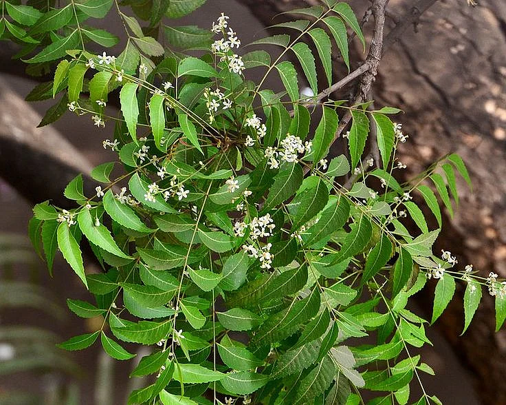 neem leaves 3
