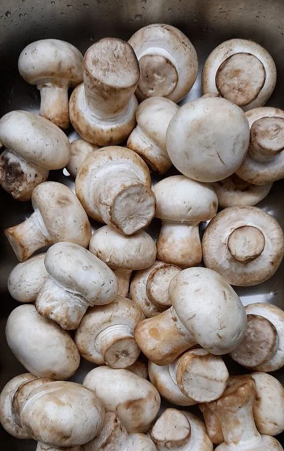 Mushroom 4