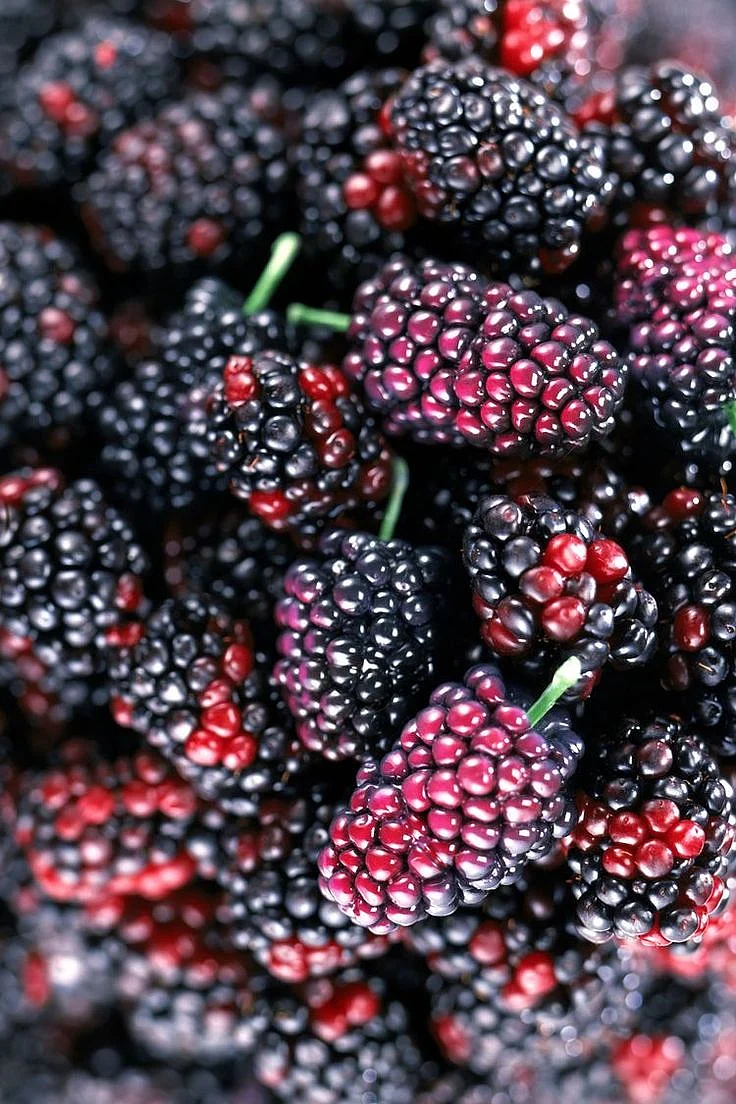 Mulberry. 2