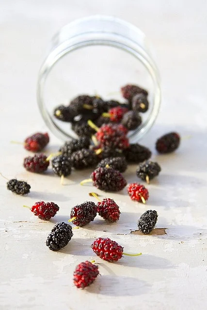 Mulberry. 8