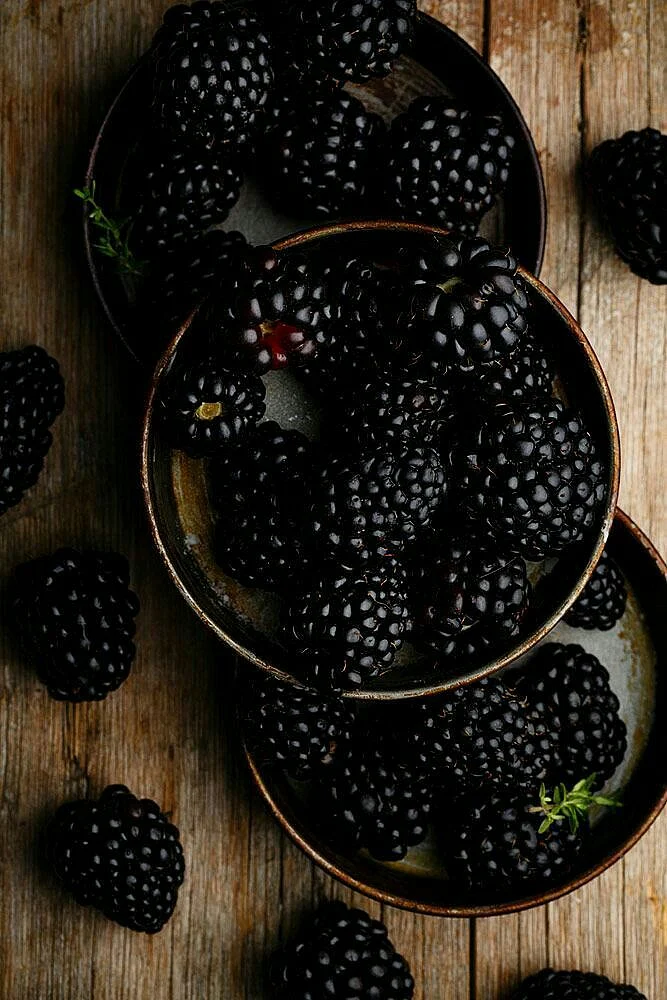 Mulberry. 6