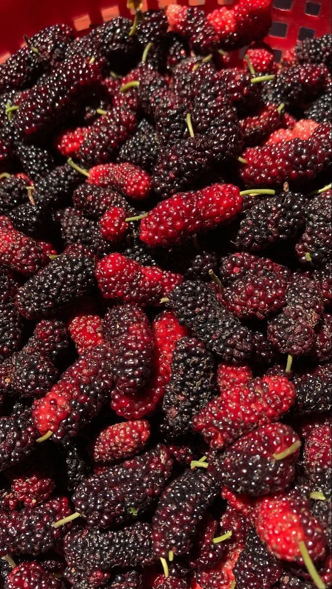 Mulberry. 3