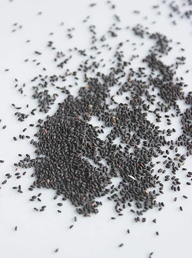 Basil Seeds 1
