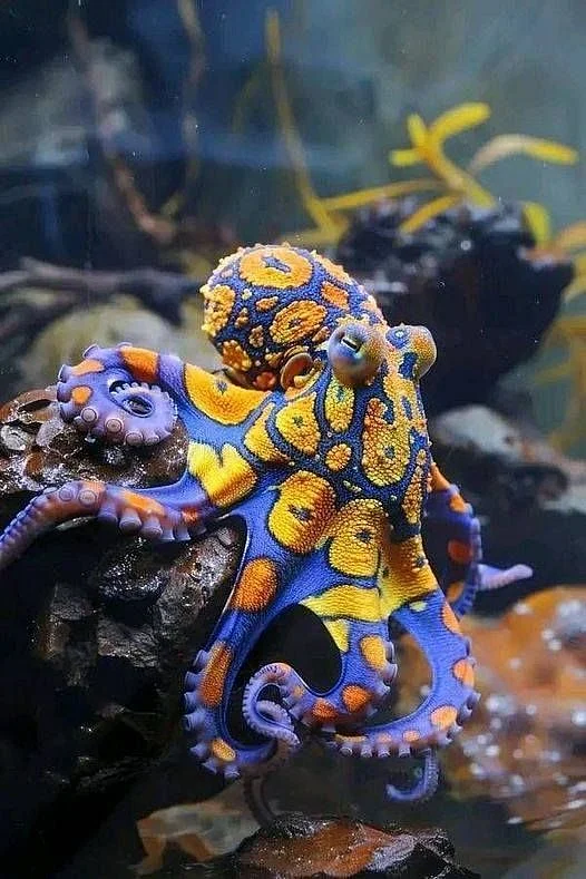Blue ringed octopus