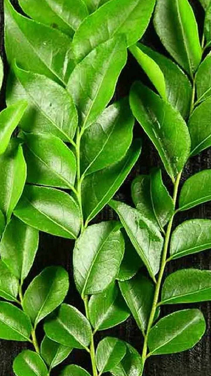 Curry leaf. 5