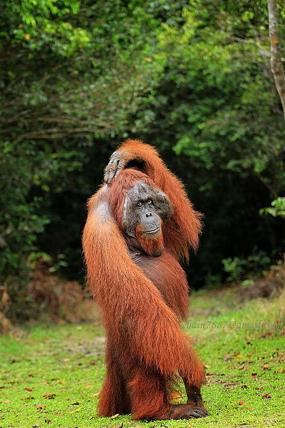 Orangutan