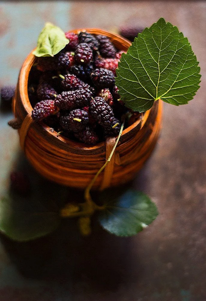 Mulberry
