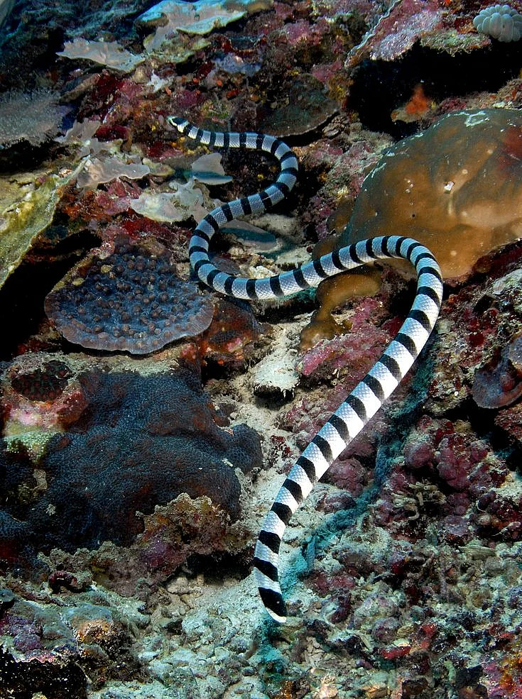 Hydrophis belcheri