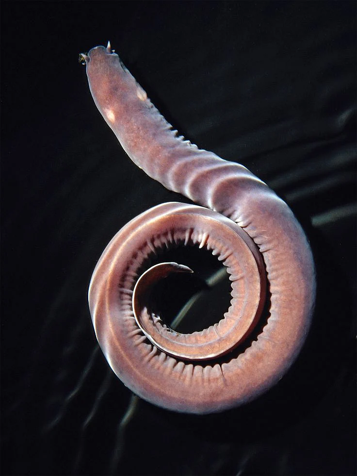 Hagfish