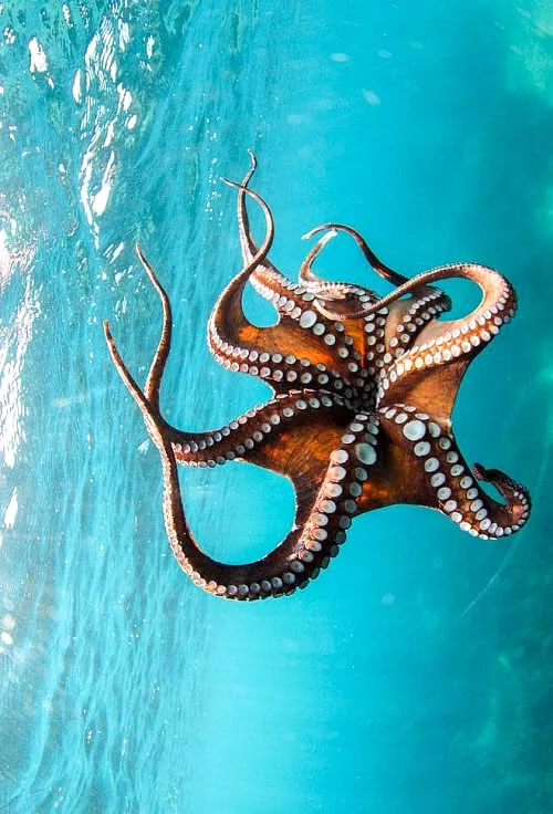 Octopus