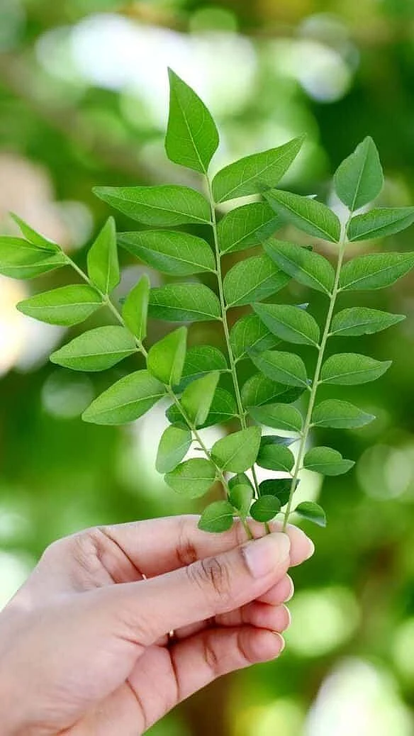 Curry leaf. 7