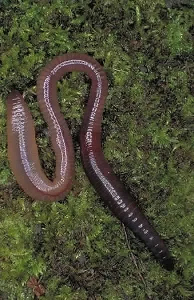 Earthworms
