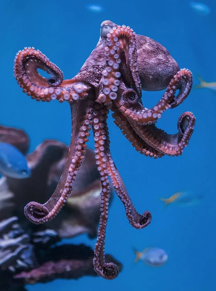 Octopus. 1