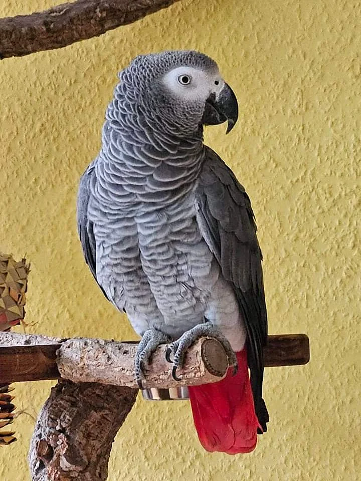 African Grey Parrot