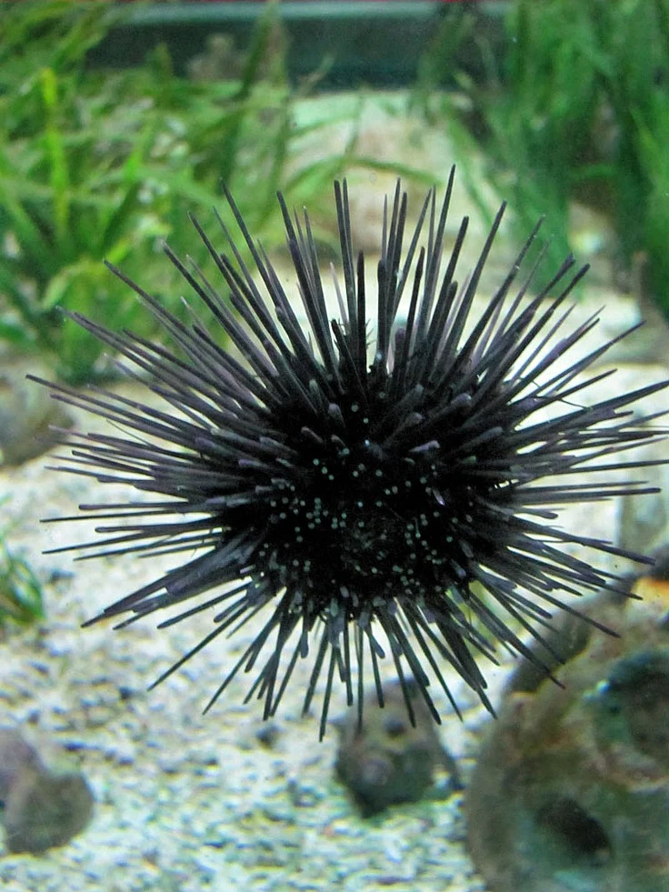 Sea urchin