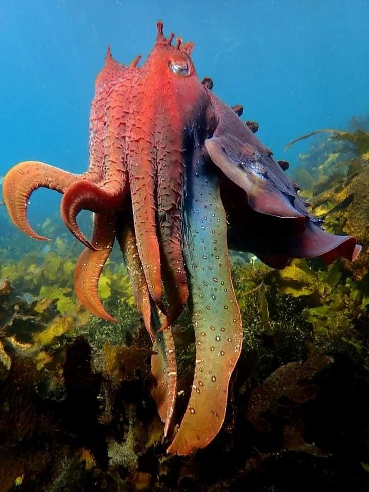 cuttlefish