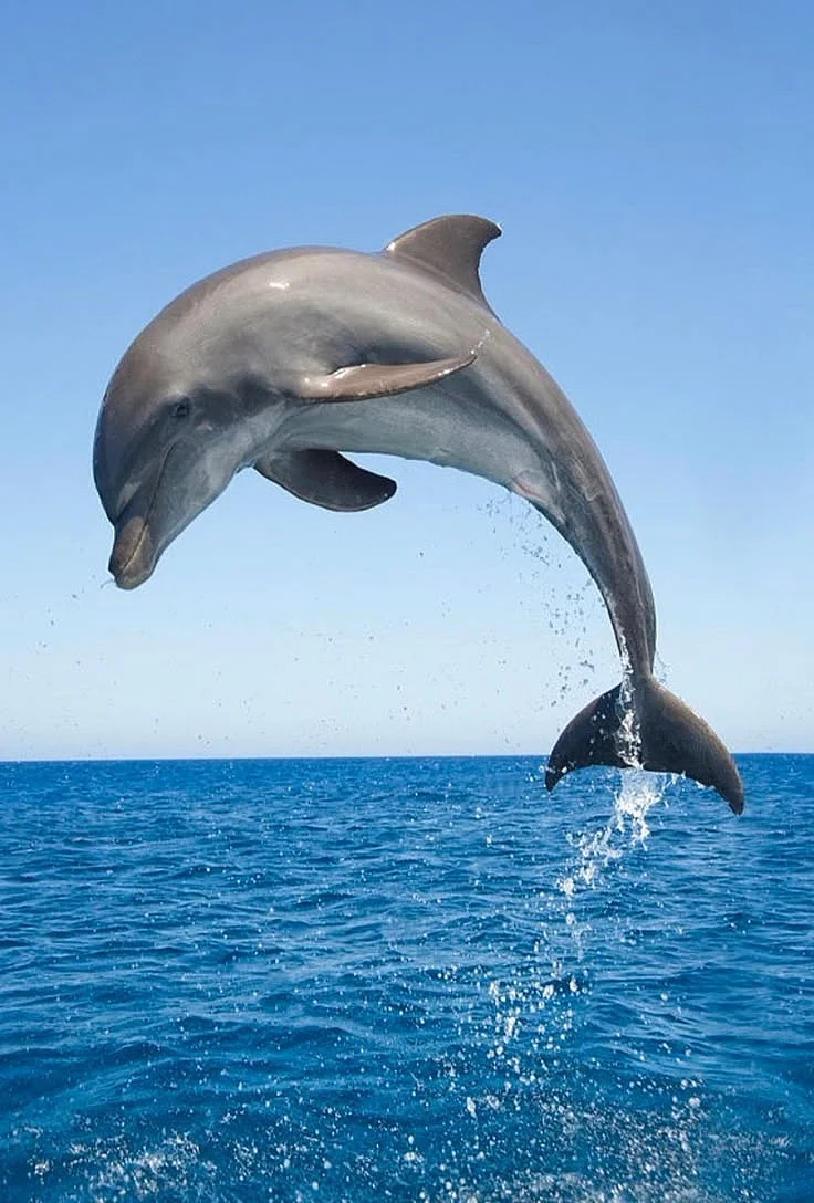Dolphin