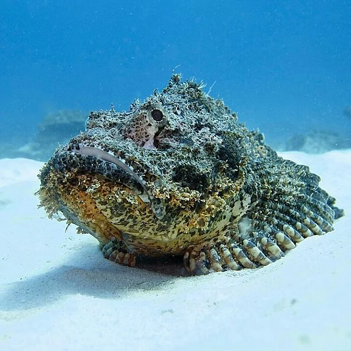 Stonefish