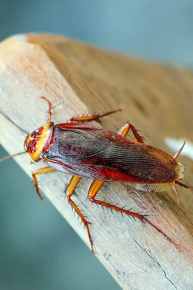 Cockroaches