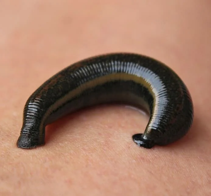 Leech