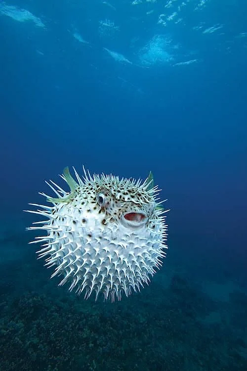 Pufferfish