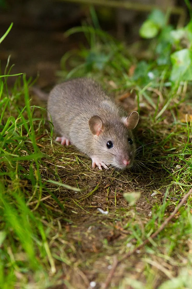 Mice