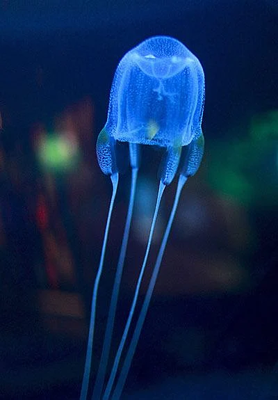 Box jellyfish
