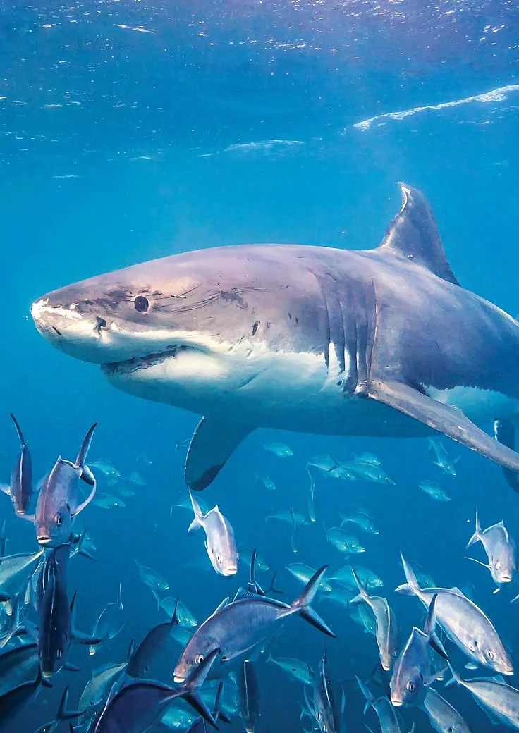 Great white shark