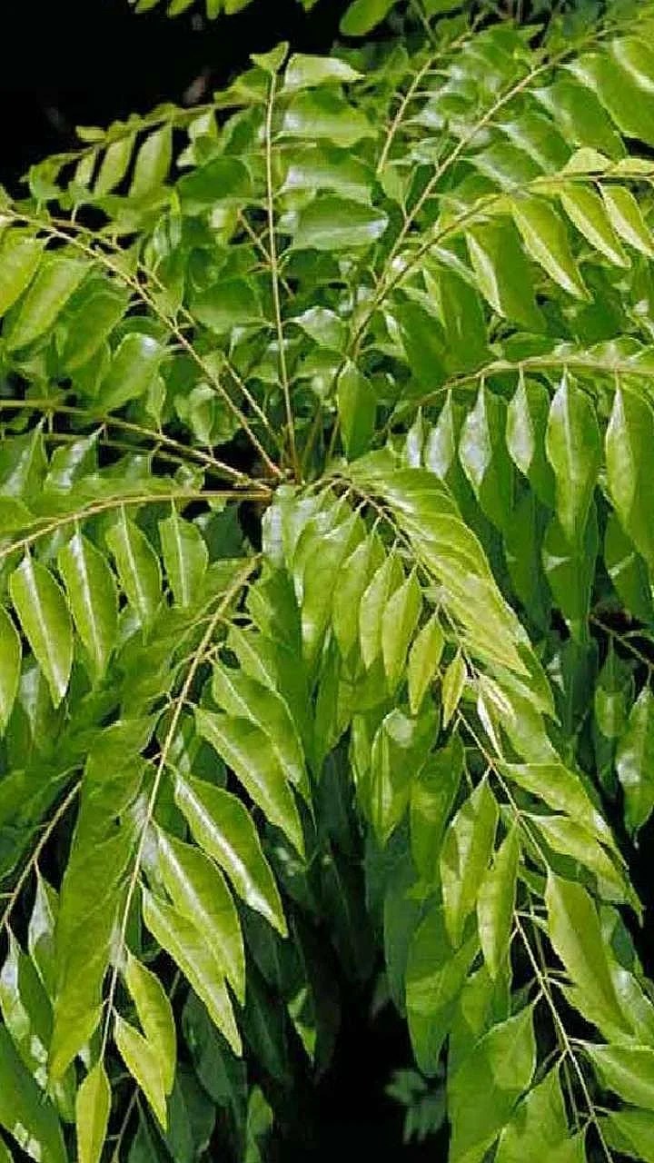 Curry leaf. 6