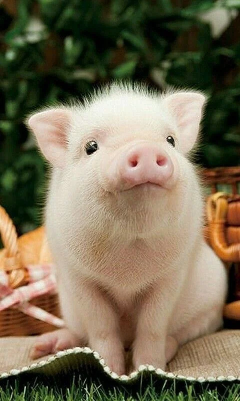 Pig