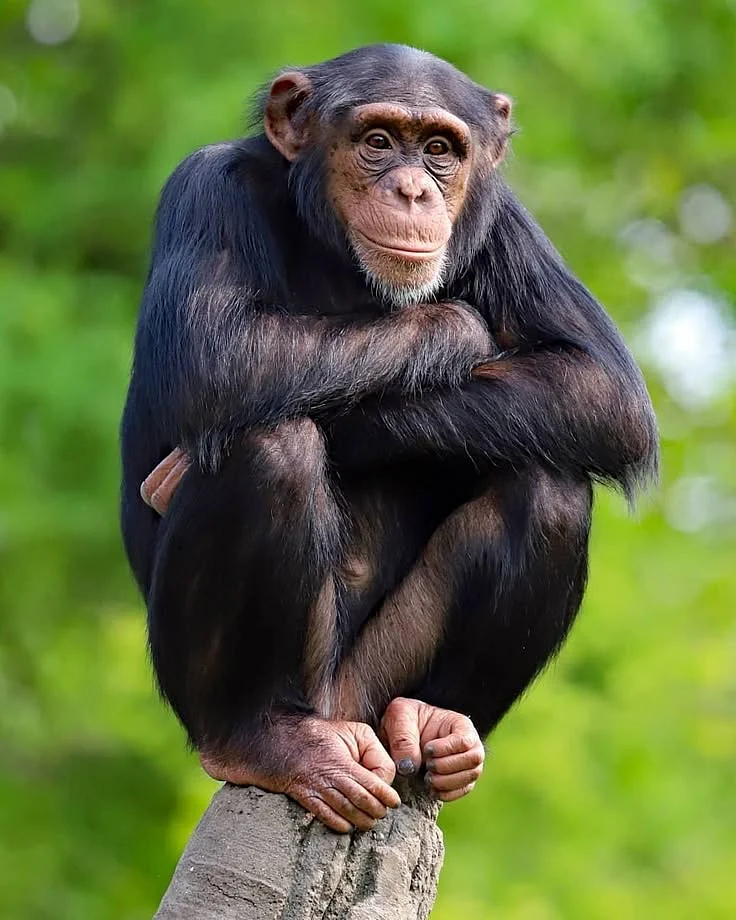 Chimpanzee
