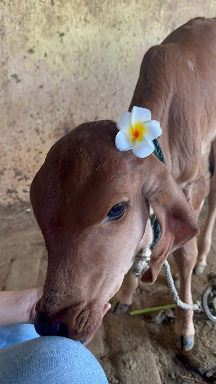 Worshiping cow. 7