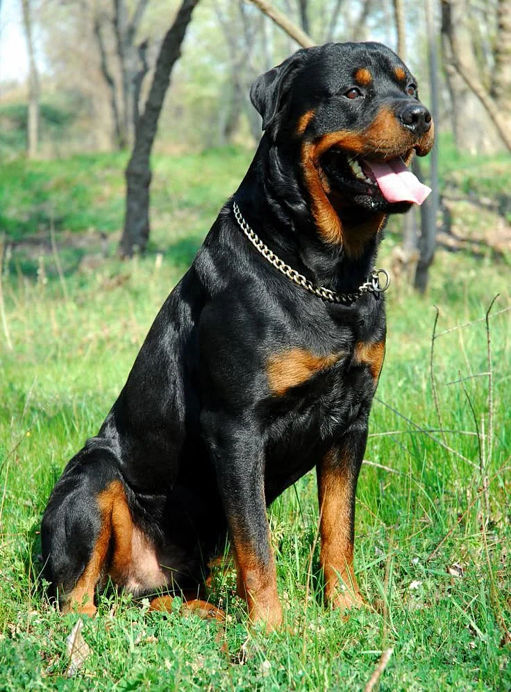 Dogs