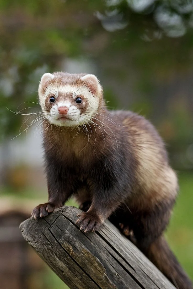Ferrets