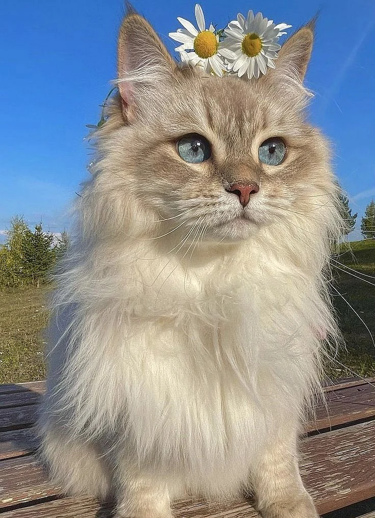 Cats