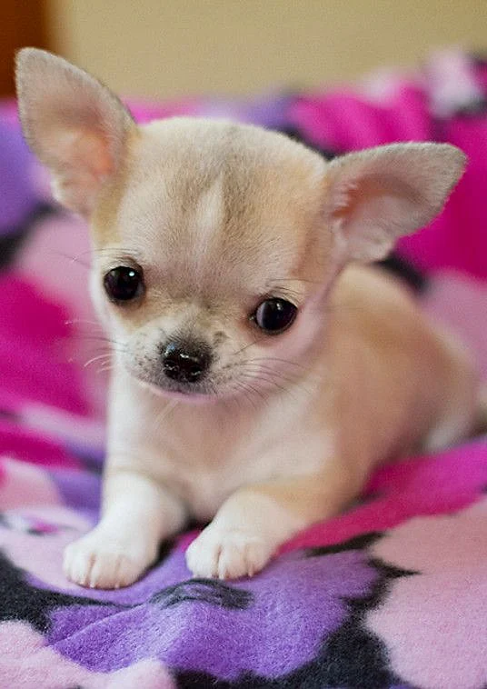 Chihuahua