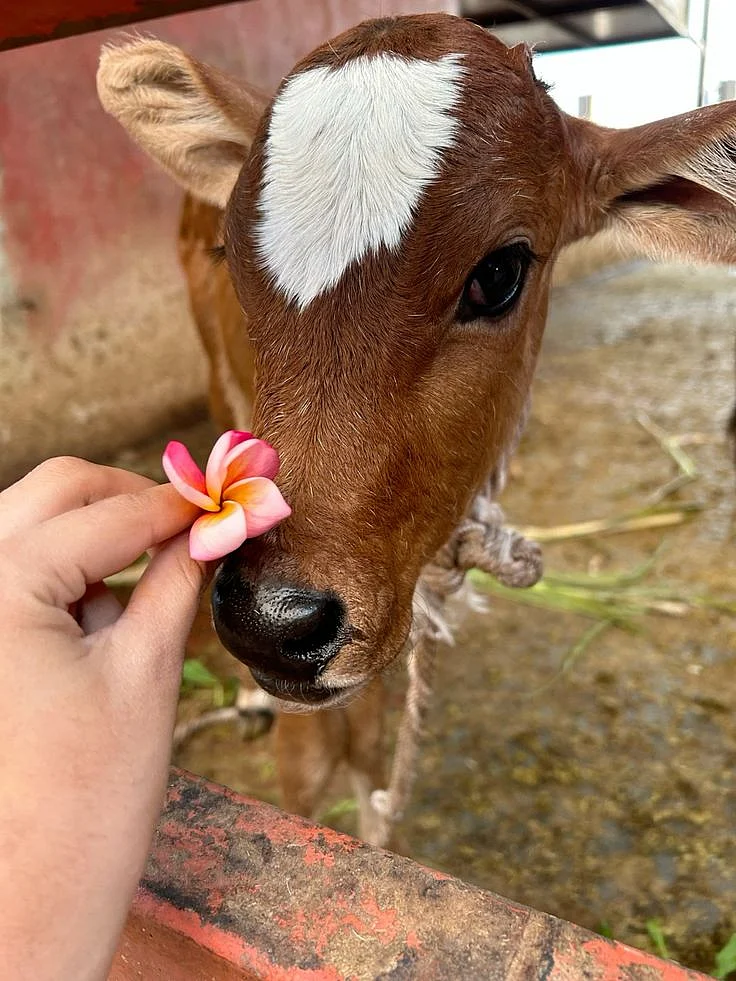 Worshiping cow. 4