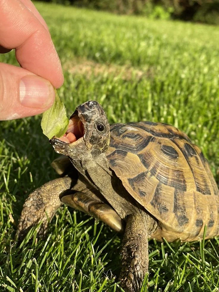 Tortoises