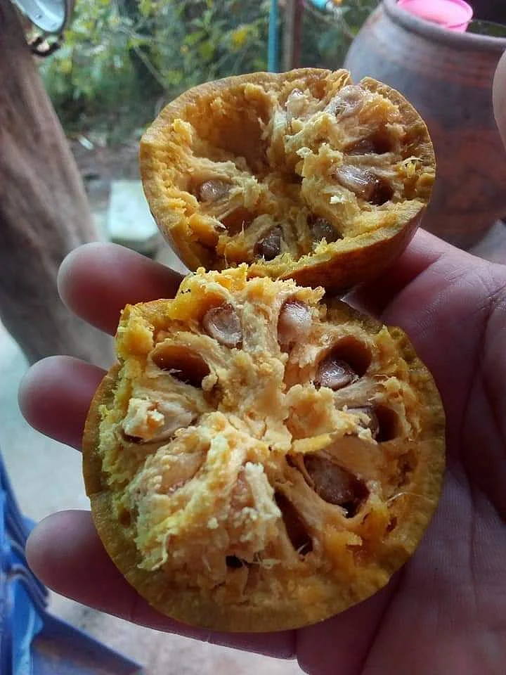 Bael Fruit 3