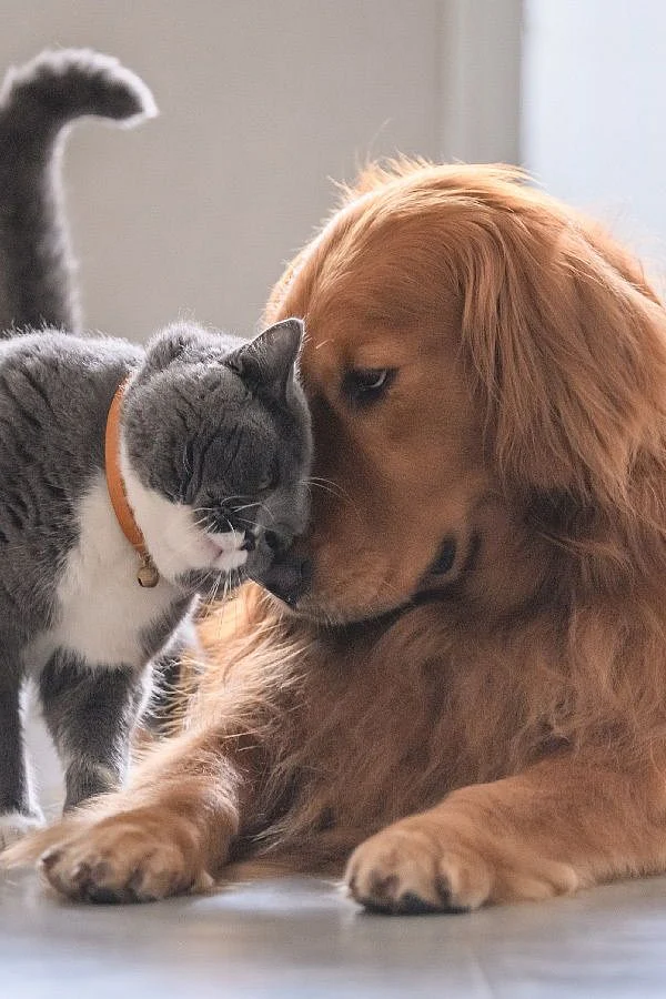 Pets